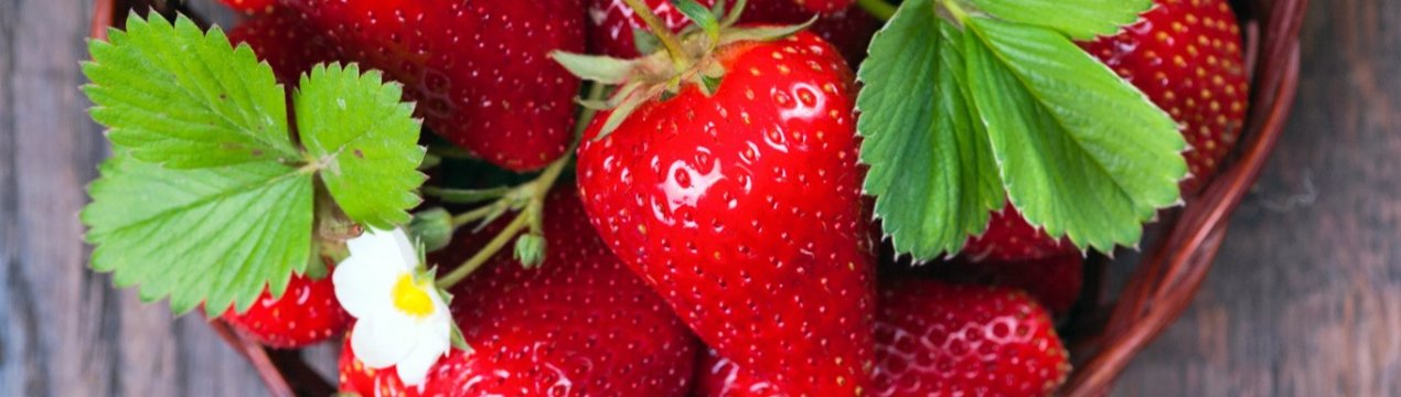 У теплицях Інгушетії почнеться цілорічне виробництво полуниці