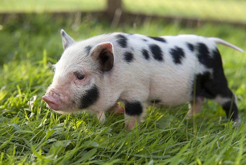 В центрі Мюнхена побудують свинарник В центрі Мюнхена побудують свинарник