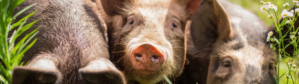 У центрі Мюнхена побудують свинарник