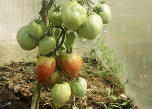 Помидоры «Пудовик»: характеристика, особенности выращивания