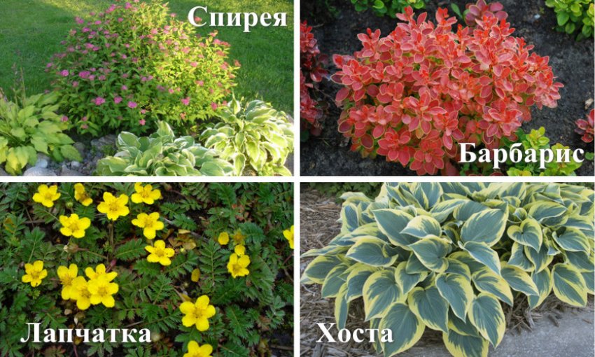 Рослини, що висаджуються разом зі спіреєю Рослини, що висаджуються разом зі спіреєю