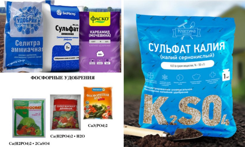 Добрива для спіреї Добрива для спіреї