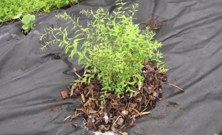 Мульчування спіреї Мульчування спіреї