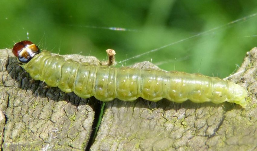Листовійка на спіреї Листовійка на спіреї