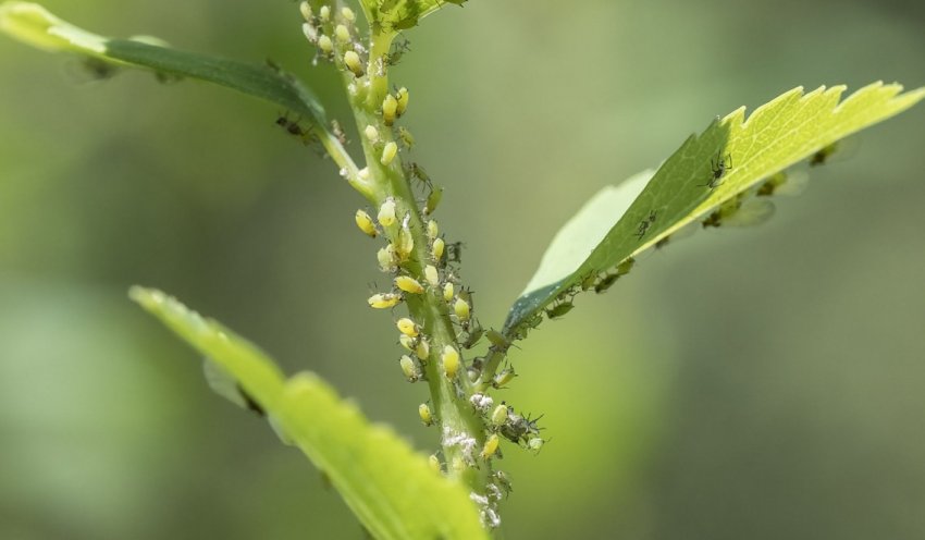 Попелиця на спіреї Попелиця на спіреї