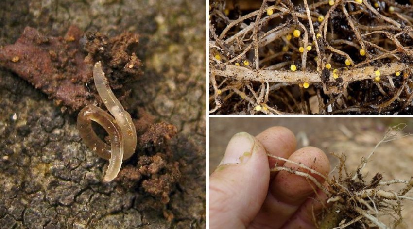 Нематода Нематода