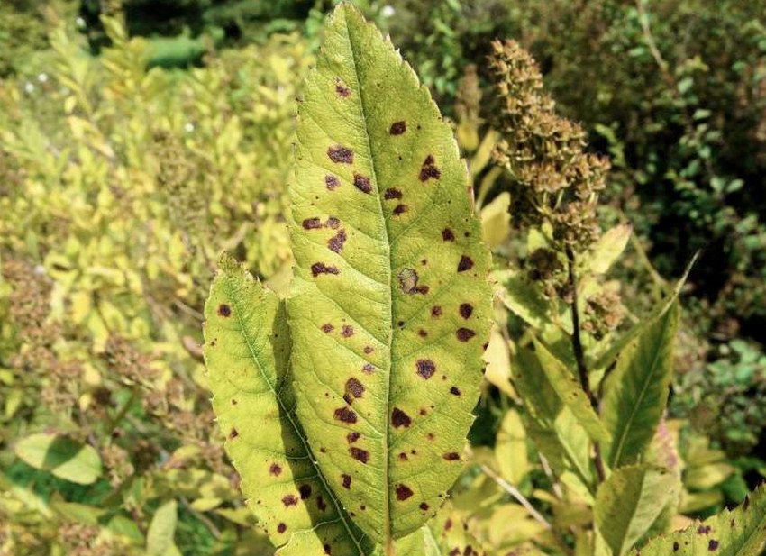 Бура плямистість Бура плямистість