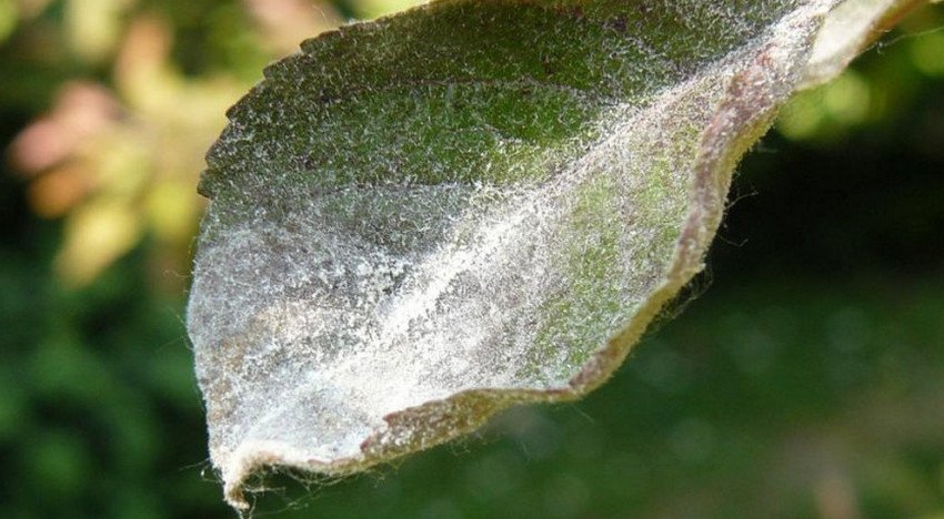 Борошниста роса на листі спіреї Борошниста роса на листі спіреї