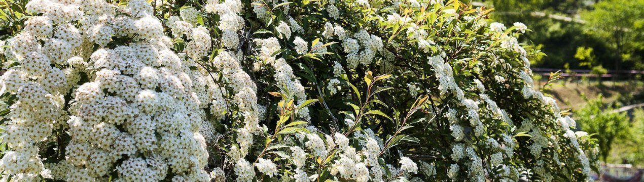 Опис чагарнику спірея