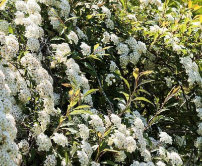 Опис чагарнику спірея