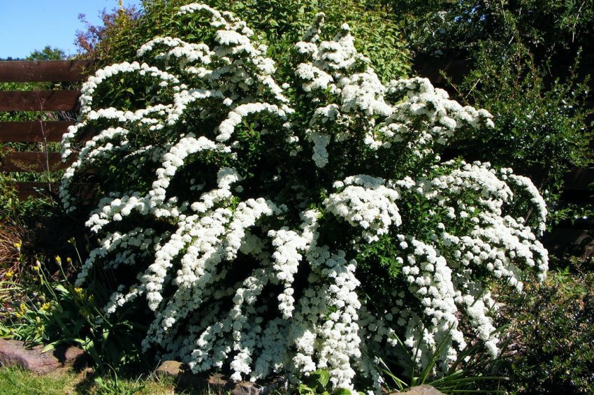 Кустарник спиреи