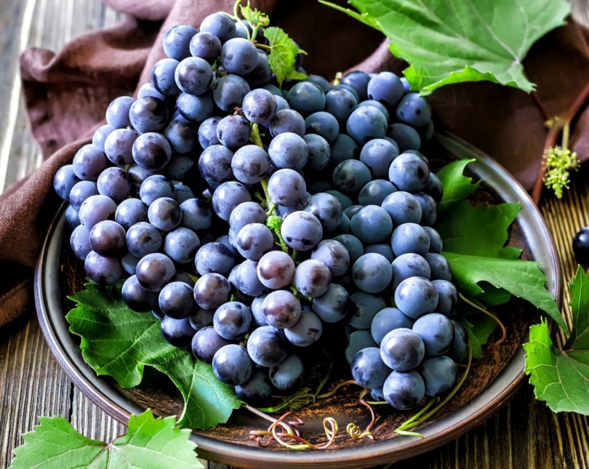 Вино врожаю 2019 року буде надзвичайно смачним, впевнені в «Коблево»