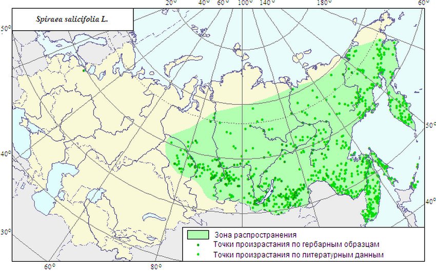 Ареал распространения. Спирея иволистная ареал. Спирея японская ареал. Ареал произрастания спирея. Карта произрастания пихты.