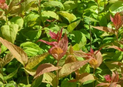 Спірея Макрофилла в ландшафтному дизайні