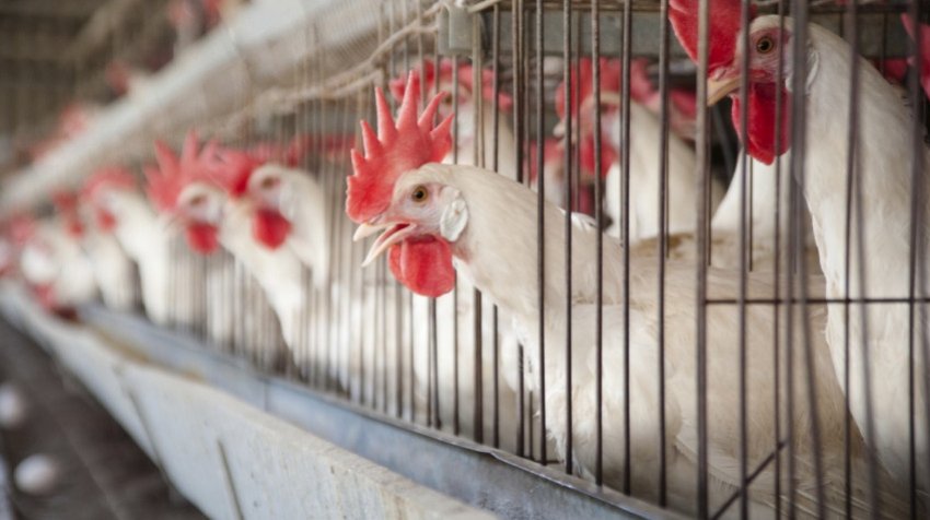 Кури леггорн