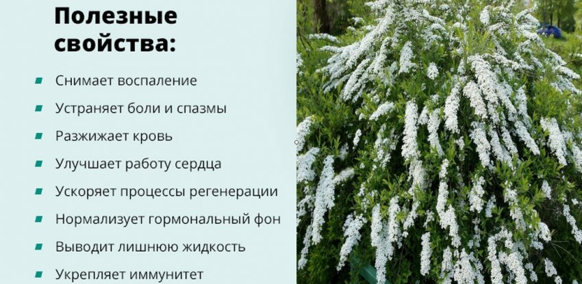 Спирея В Сибири Посадка И Уход Фото