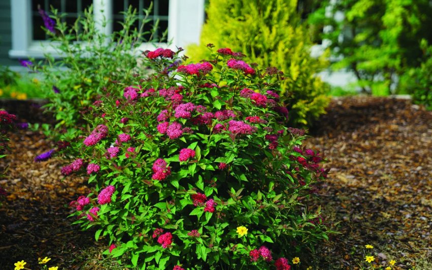 Спірея Дабл Плей Ред. Спірея Дабл Плей Ред.