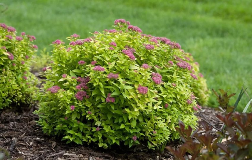 Спірея Дабл Плей Голд Спірея Дабл Плей Голд