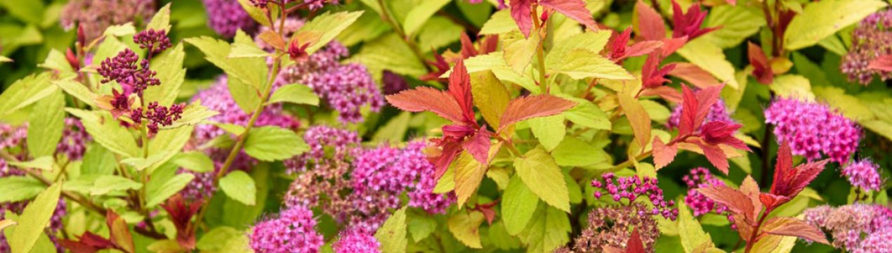 Як розмножити спирею