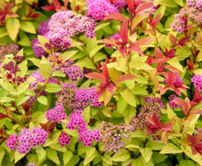 Як розмножити спирею