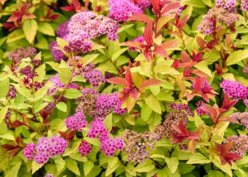 Как размножить спирею