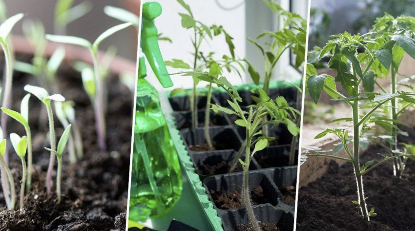 Розсада томатів Розсада томатів