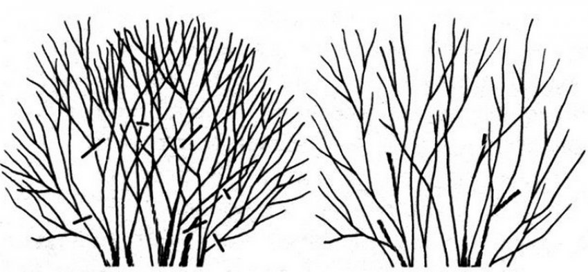 Омолодження спіреї