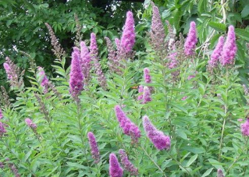 Виды спиреи иволистной, применение, особенности выращивания