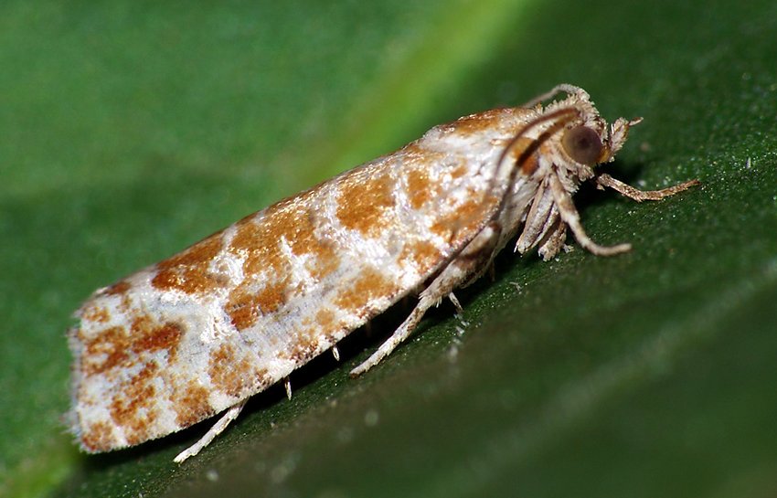 Листовійка