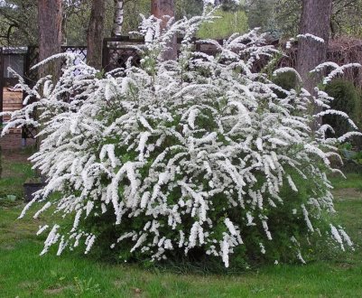 Використання спіреї в ландшафтному дизайні