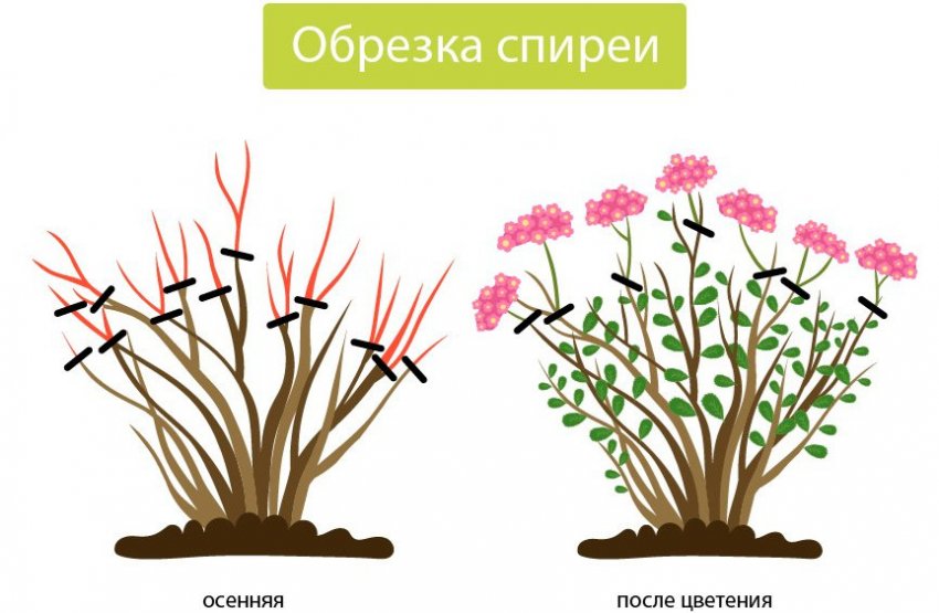 Обрізка спіреї Обрізка спіреї