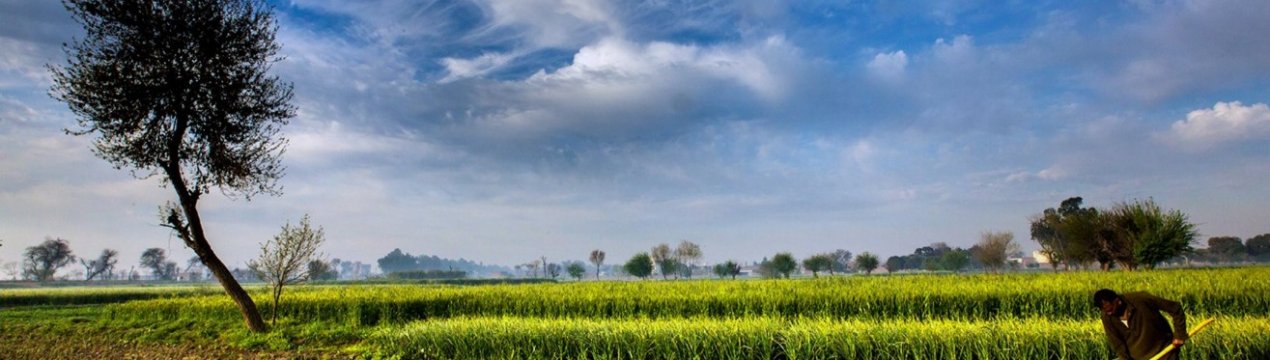 На кордоні США і Мексики перехоплений небезпечний сільськогосподарський шкідник