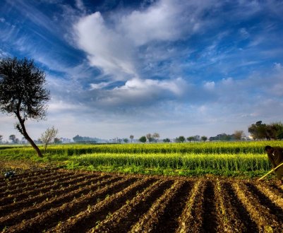 На кордоні США і Мексики перехоплений небезпечний сільськогосподарський шкідник