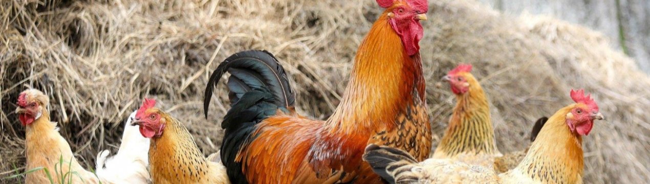 Сирійських біженців в Туреччині навчать вирощувати курей