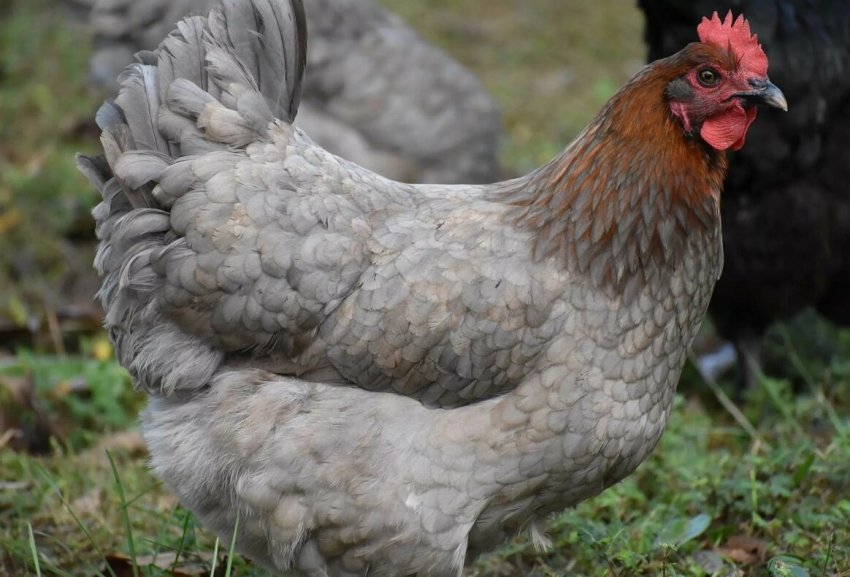 Сирійських біженців в Туреччині навчать вирощувати курей Сирійських біженців в Туреччині навчать вирощувати курей