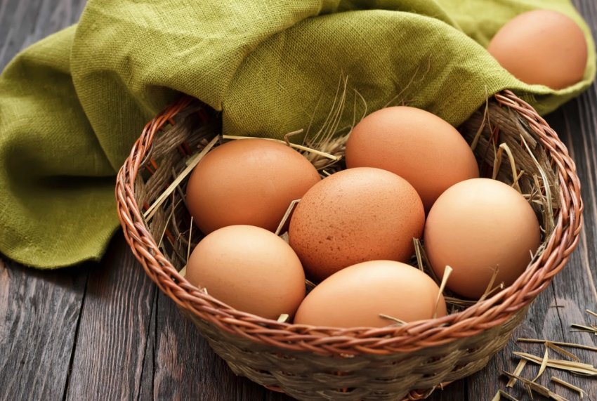 Сирійських біженців в Туреччині навчать вирощувати курей Сирійських біженців в Туреччині навчать вирощувати курей