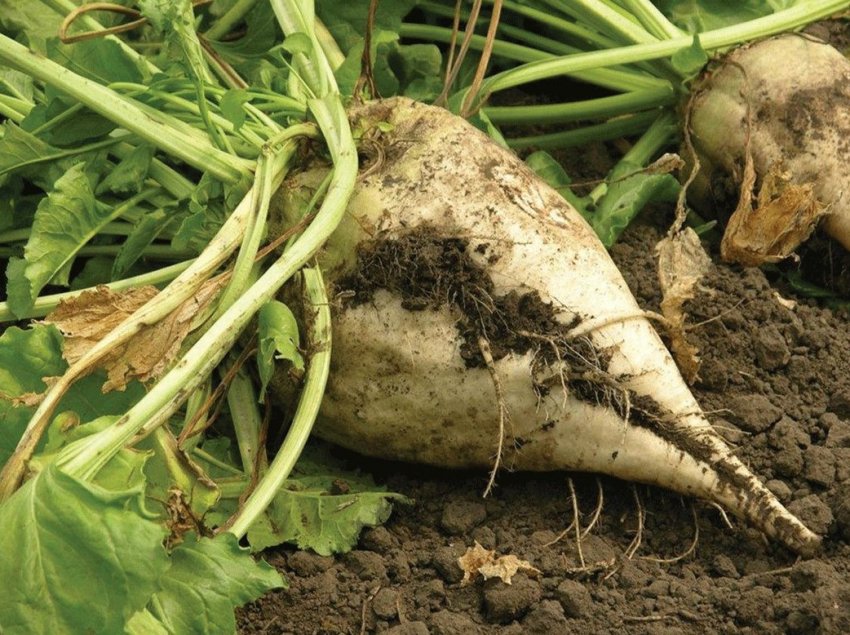 Українські аграрії зібрали понад 10 мільйонів тонн кукурудзи