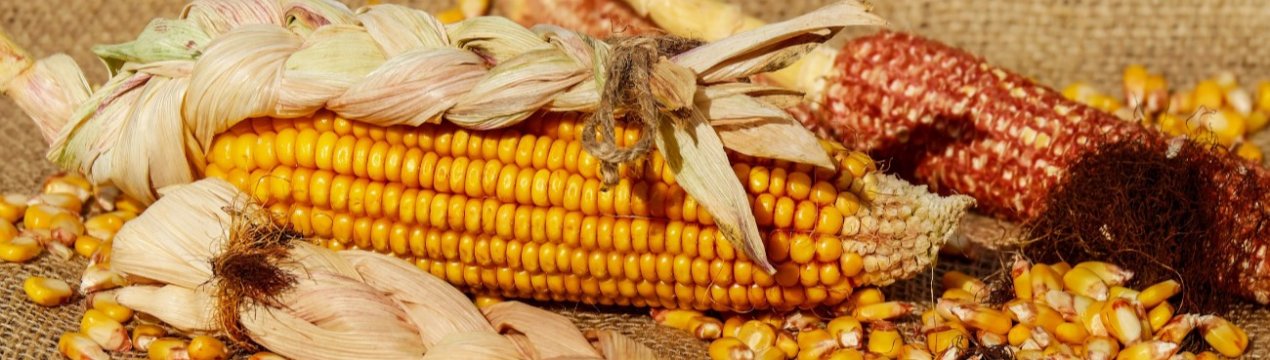 Українські аграрії зібрали понад 10 мільйонів тонн кукурудзи