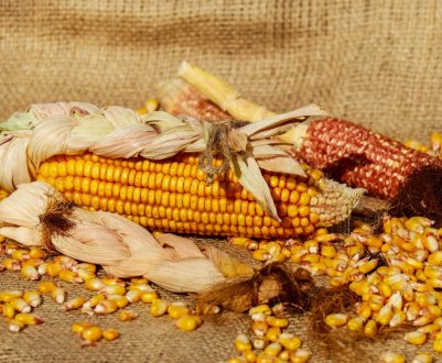 Українські аграрії зібрали понад 10 мільйонів тонн кукурудзи