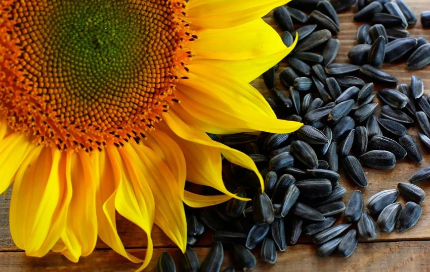 Українські аграрії зібрали понад 10 мільйонів тонн кукурудзи