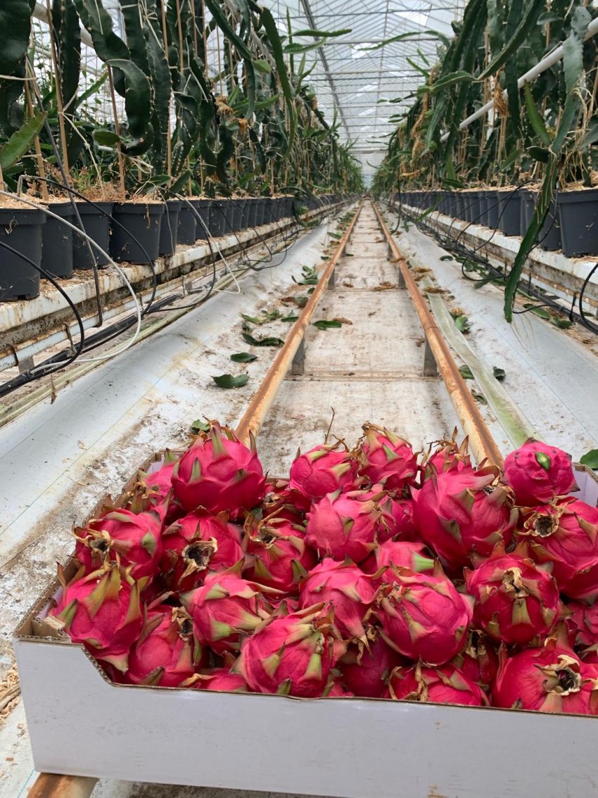 В теплицях Франції встигають екзотичні фрукти В теплицях Франції встигають екзотичні фрукти