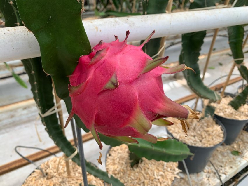 В теплицях Франції встигають екзотичні фрукти В теплицях Франції встигають екзотичні фрукти