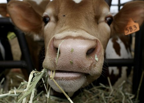 Що робити, якщо в корови зникла жуйка