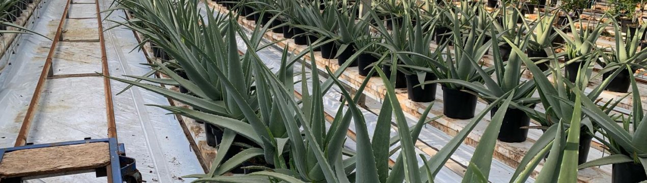 У теплицях Франції встигають екзотичні фрукти