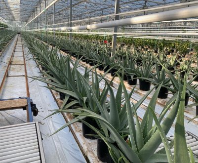 У теплицях Франції встигають екзотичні фрукти