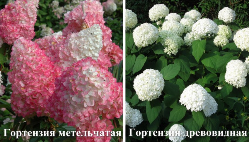 Види гортензій Види гортензій