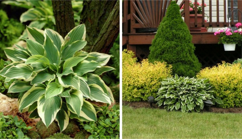 Композиція спіреї з хостів Композиція спіреї з хостів