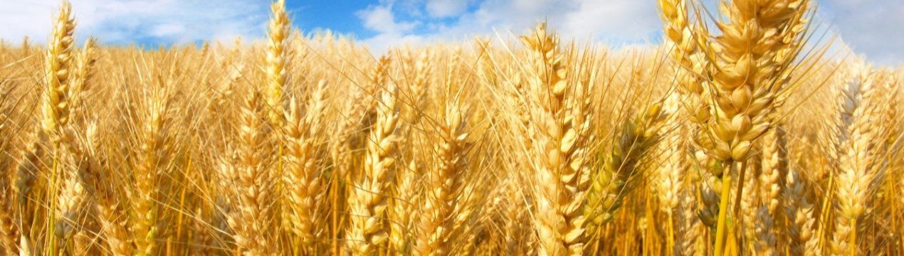 Росія має намір створити «Зернову ОПЕК», щоб перемогти голод у світі