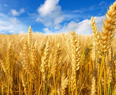 Росія має намір створити «Зернову ОПЕК», щоб перемогти голод у світі 