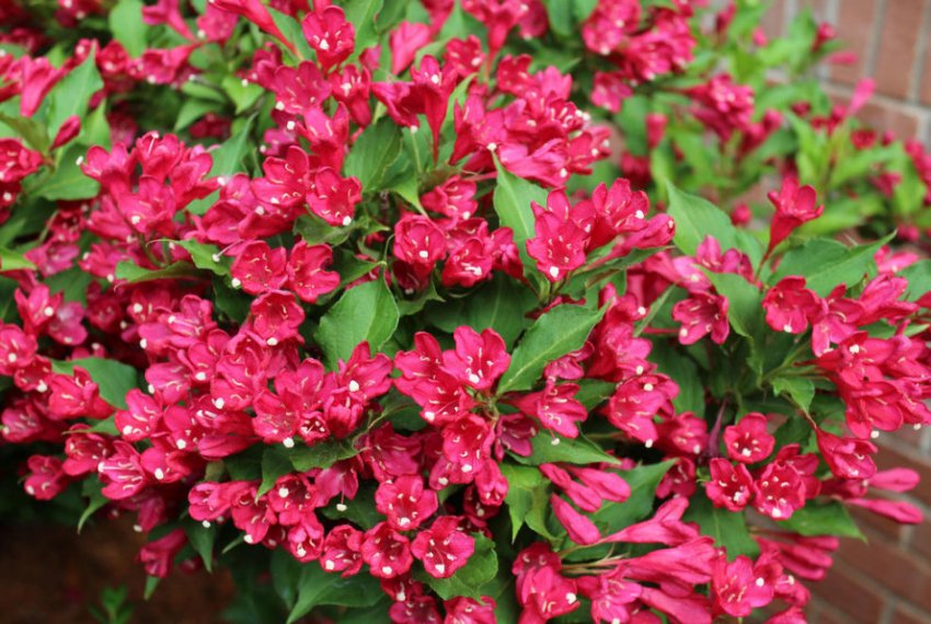 Чагарник вейгели Чагарник вейгели